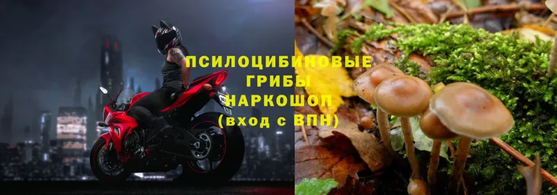 Псилоцибиновые грибы Psilocybe  Кумертау 